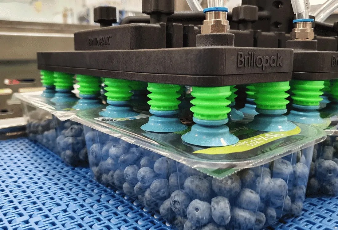 A close-up view of a pick and place robot with multiple suction grippers, securely handling and positioning trays of blueberries demonstrating precision and care in a factory automation setting.