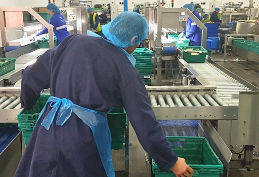 A group of workers in hygienic blue uniforms and hairnets work alongside an automated conveyor belt system in a food processing factory.
